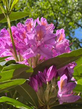 rhododendron