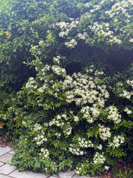 pyracantha