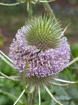 teasel