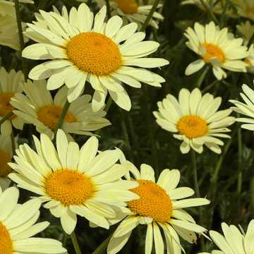 daisies