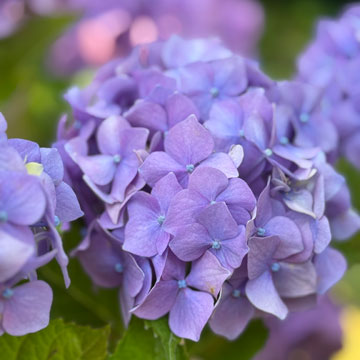hydrangea