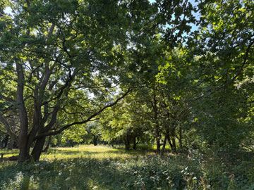 woodland