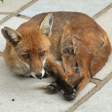 fox