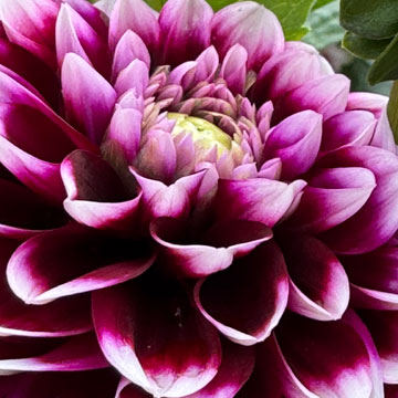 dahlia