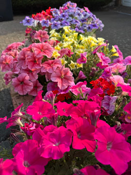 petunias