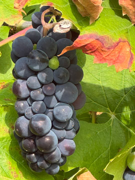 grapes