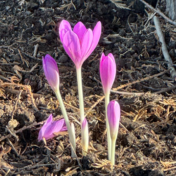 autumn crocuses