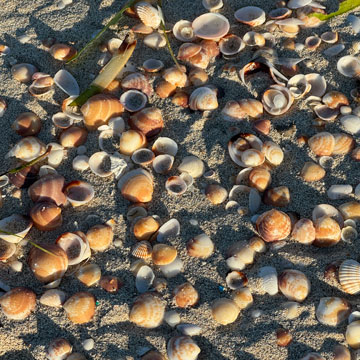 shells