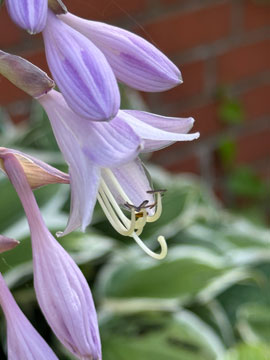 hosta