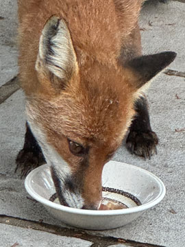 fox