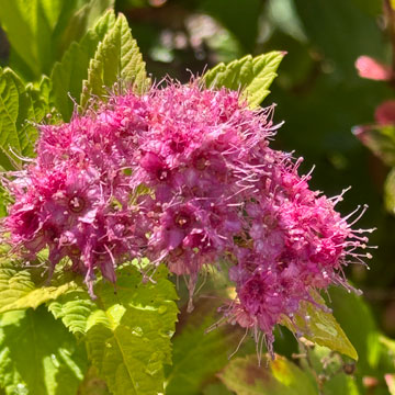 spiraea
