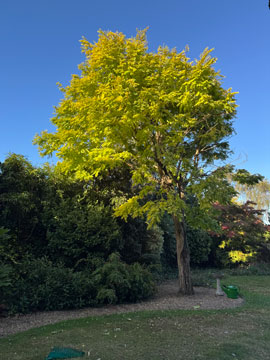 robinia