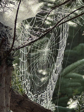 web