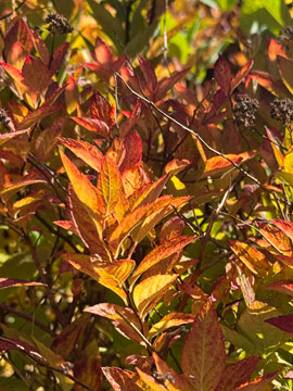 spiraea leaves