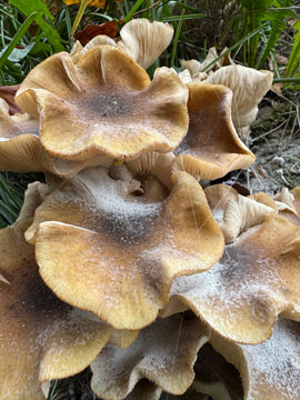 fungus