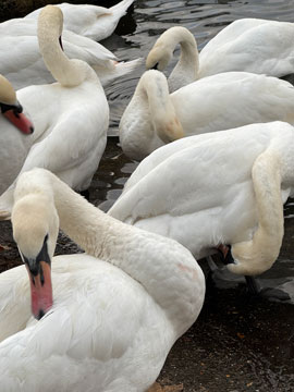 swans