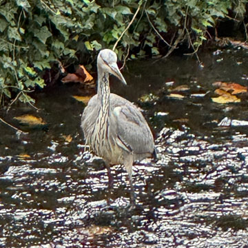 heron