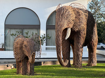 mammoths