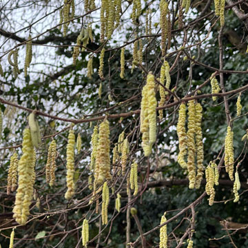 catkins
