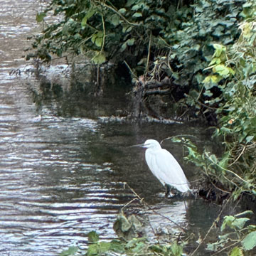 egret