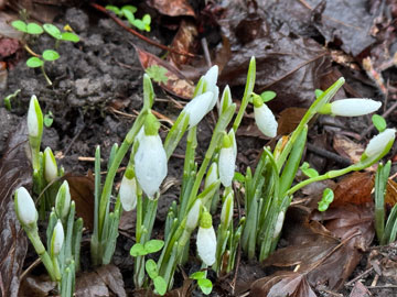 snowdrops