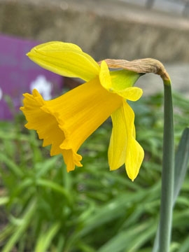 daffodil
