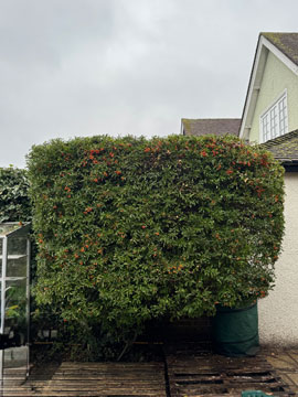 pyracantha