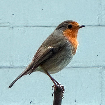 robin