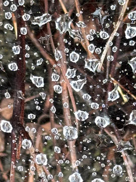 raindrops on web
