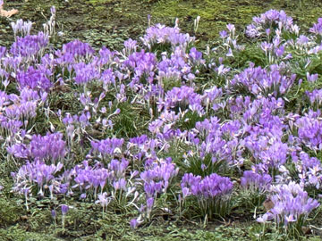 crocuses