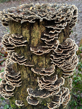fungus
