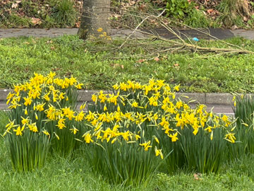 daffs