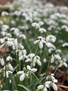 snowdrops