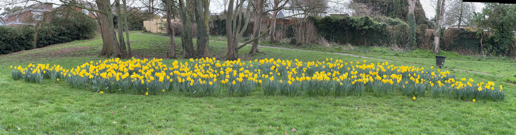 daffs
