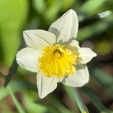 narcissus