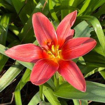 tulip