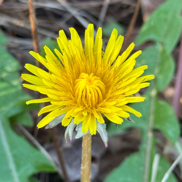 dandelion