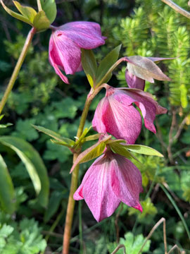 hellebore