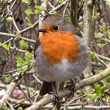 Robin