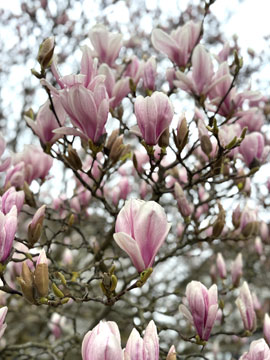 magnolia