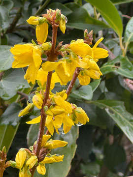 forsythia
