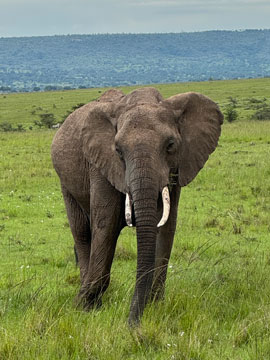 elephant