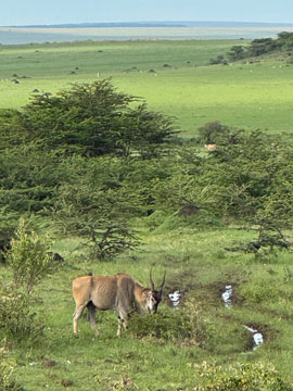 landscape with Eland
