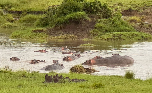hippos