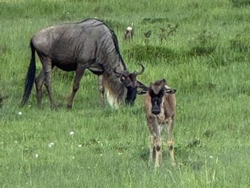 wildebeest