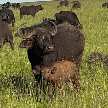 buffalo