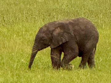 baby elephant