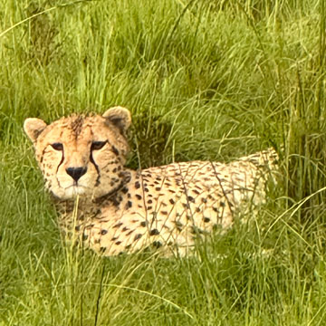 cheetah