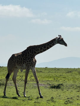 giraffe