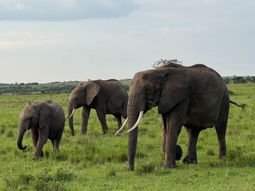 elephants